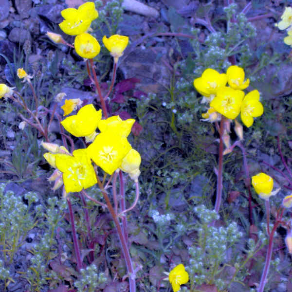 Death Valley Flowers 2005